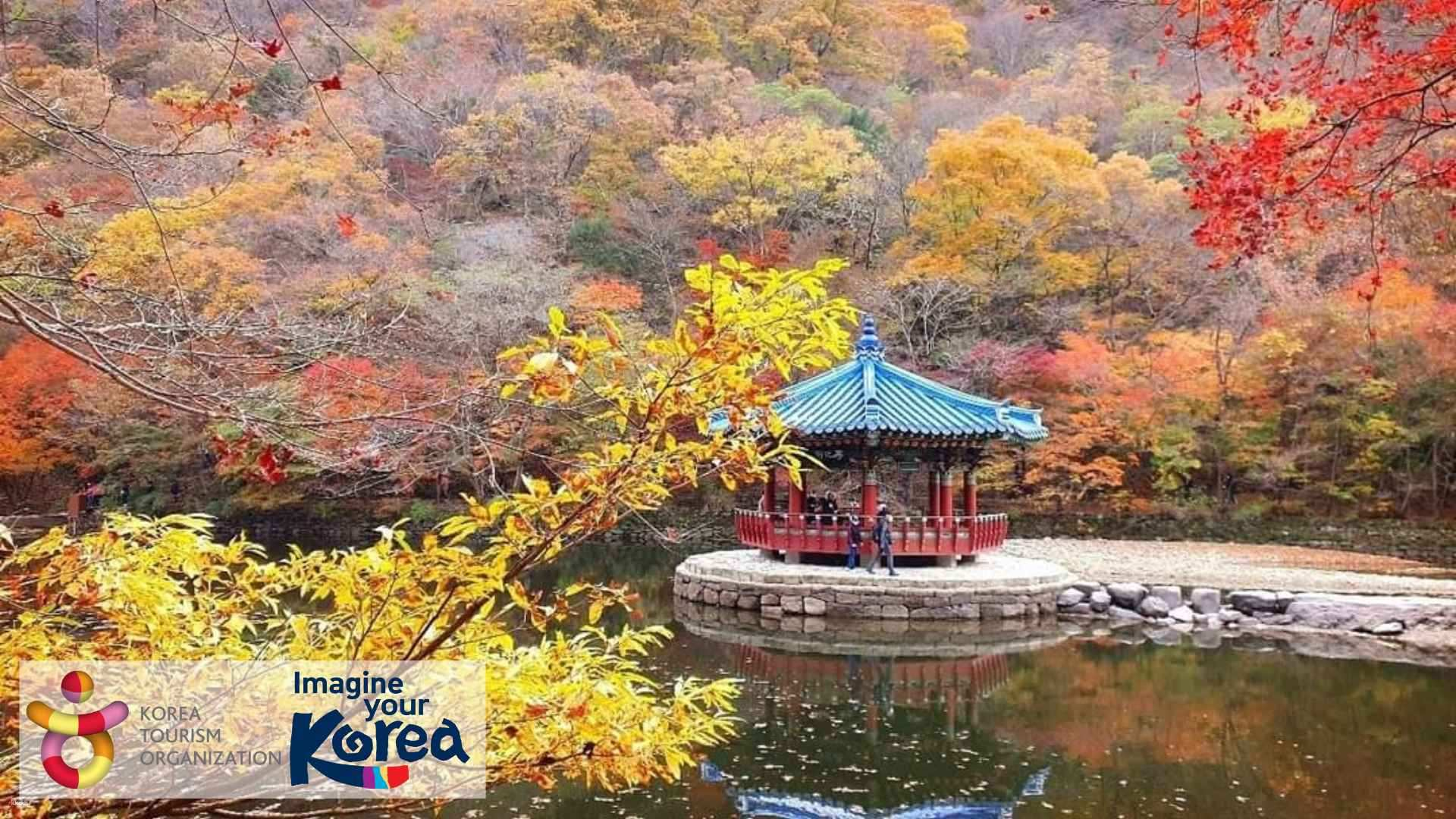 [South Korea] Naejangsan Naejangsa Red Leaf Festival One-Day Tour｜South Korea's famous maple viewing spot｜Depart from Seoul - Photo 1 of 6